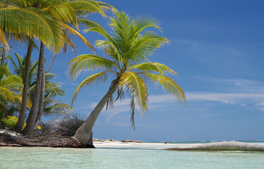 Coconut trees on uninhabited islands, archipelago San Blas, Panama.