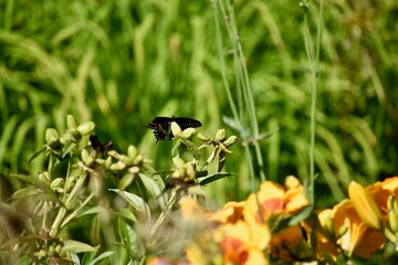 Peaceful Butterfly