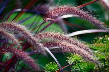 Fountain Grass