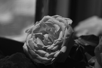 Miniature rose in bloom