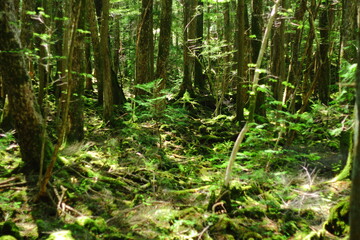 樹海の自然風景