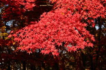 日本の紅葉