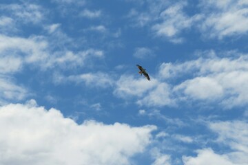 Hawk flies with prey on blue sky background in Florida beach