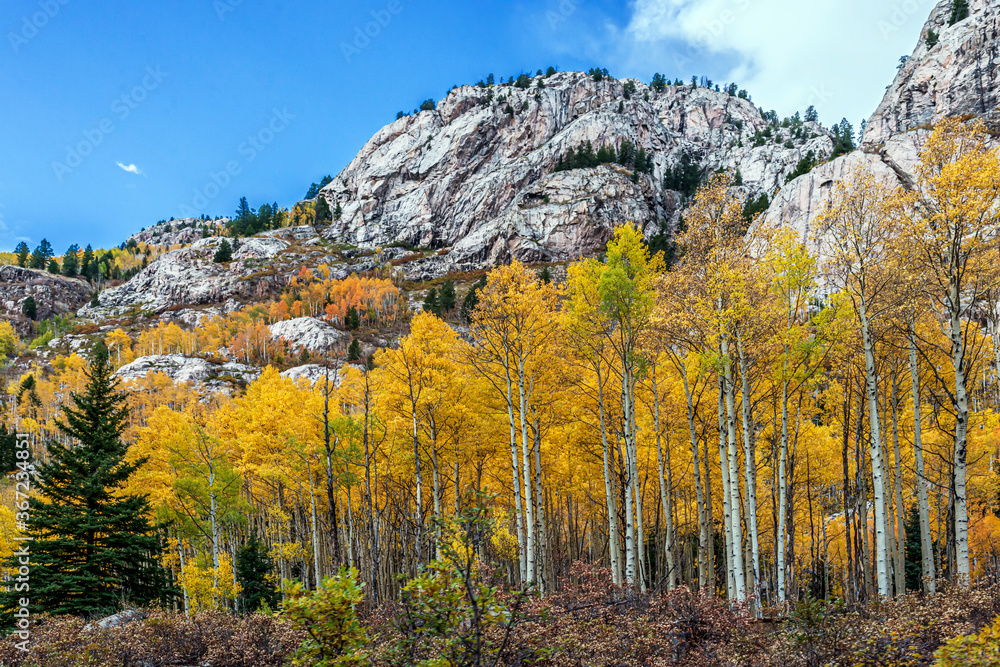 Wall mural aspen stand in the san juan mountains