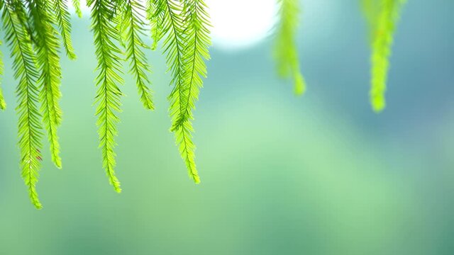Fresh green fir tree branch leaves swaying in the wind, blurred background