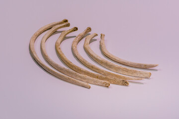 Rib bones from dead animal