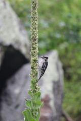 Woodpecker Eating Mullein