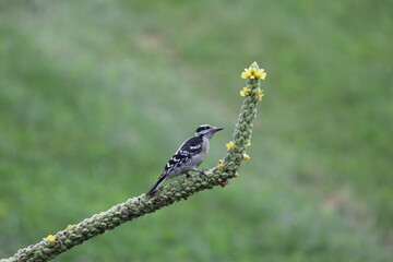 Woodpecker on Mullein