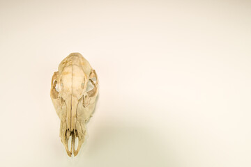 Skull of dead deer