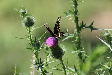 swallowtail butterfly on thistle