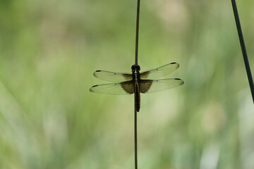 dragonfly on grass