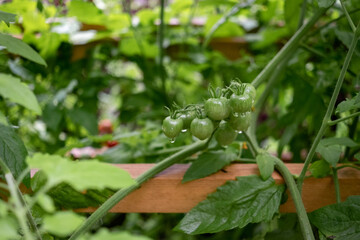Cherry Tomatoes Ripening on Vine in Garden