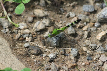 Green Dragonfly on the Ground