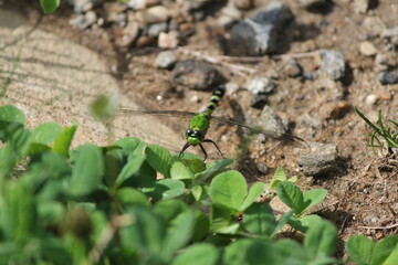 Green Dragonfly on the Ground