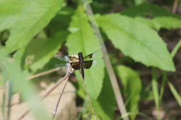 Dragonfly at rest