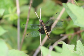 Dragonfly at rest