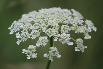 Closeup of Queen Anne's Lace