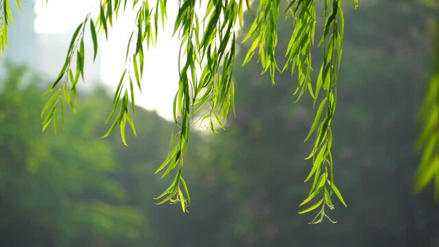 Green willow tree branches swaying in wind under sunlight, blur background