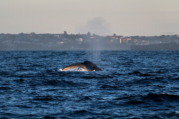Obraz premium Humpback whale swimming near the coast, Sydney Australia
