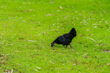 Black hen and her baby chick together