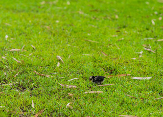 Baby chick alone in meadow