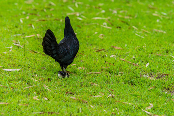Black hen and her baby chick together