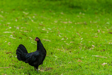 Black hen alone in grassy meadow