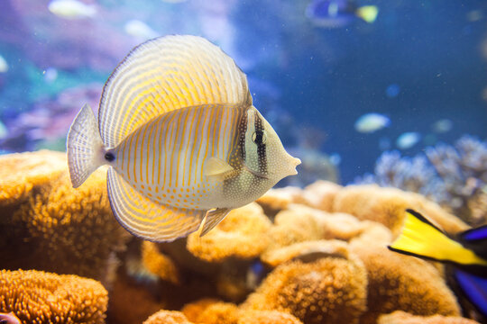 「ヒレナガハギ」の写真素材 71件の無料イラスト画像 Adobe Stock