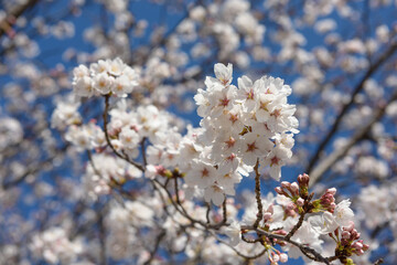 White cherry blossom or Sakura was full bloom in spring.
