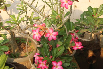 Pink Flower Adenium Obseum Desert Rose . flowers in the garden