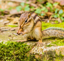 Obraz premium Chipmunk standing on rock eating a nut.