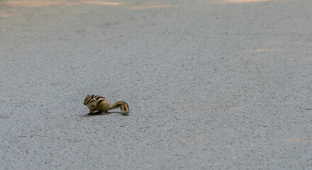 Chipmunk on a paved road
