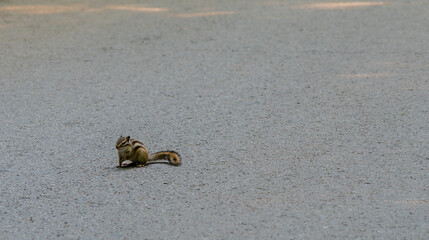 Chipmunk on a paved road