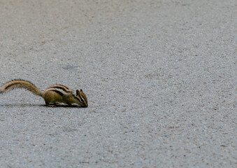 Chipmunk on a paved road