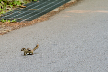 Chipmunk hunting for food