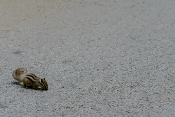 Chipmunk on a paved road