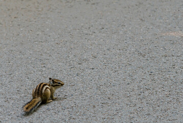 Chipmunk on a paved road