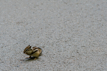 Chipmunk on a paved road