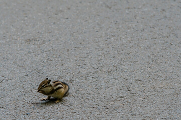 Chipmunk on a paved road
