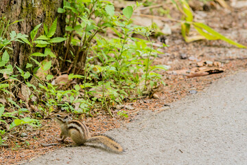 Chipmunk looking for food