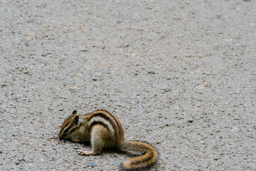 Chipmunk on a paved road