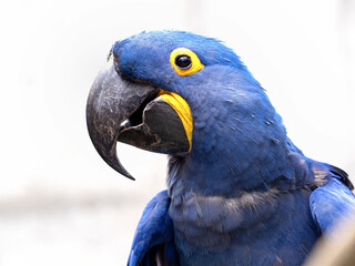 スミレコンゴウインコ