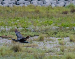 Cormorant flying coastal shoreline