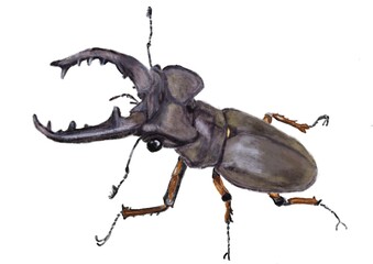 ミヤマクワガタ