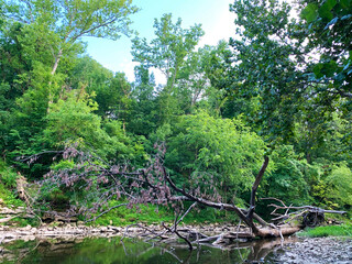fallen tree in the river