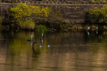 Cormorant taking flight