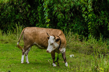 Fototapeta na wymiar Closeup of a brown and white heifer