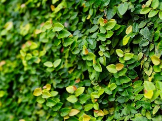 Green leaves background, Beautiful nature in garden. 