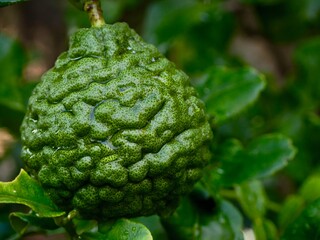 Obraz premium Fresh bergamot fruits on the tree. Can be used for cooking.Bergamot with water droplets. 