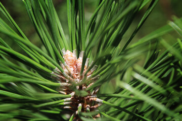 macro forest tree needles